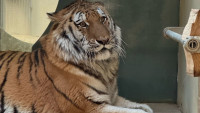 tygr Zabavený tygr ussirijský foto Šárka Kyselová